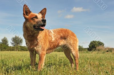 australian cattle dog australian cattle dog