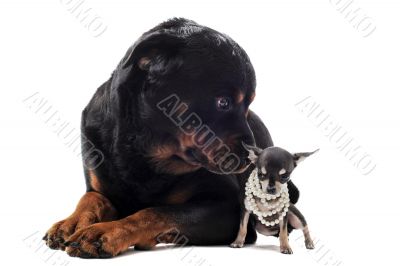 chihuahua and rottweiler chihuahua and rottweiler