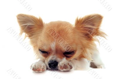 puppy chihuahua tired puppy chihuahua tired