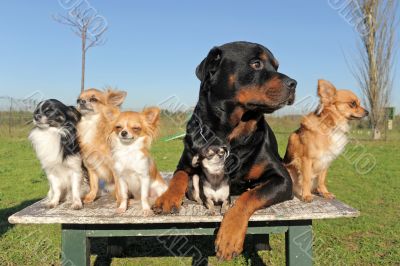 chihuahuas and rottweiler chihuahuas and rottweiler