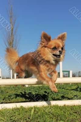 jumping chihuahua jumping chihuahua
