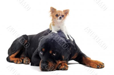 rottweiler and puppy chihuahua rottweiler and puppy chihuahua