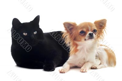 chihuahua and cat chihuahua and cat