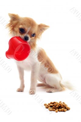 puppy chihuahua and food bowl puppy chihuahua and food bowl