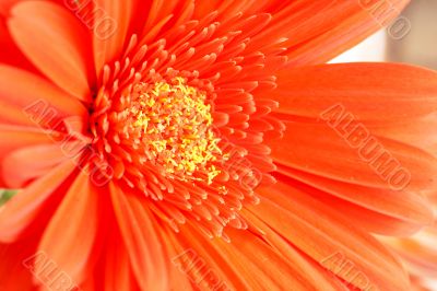 Red gerber daisy closeup Red gerber daisy closeup