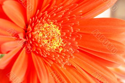 Red gerber daisy closeup