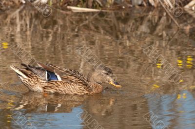 Mallard.