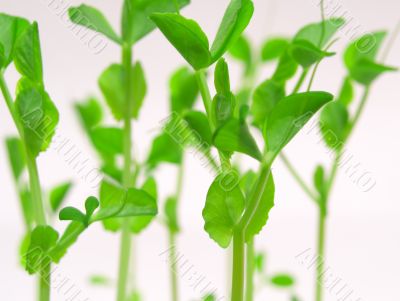 Young shoots of peas on white background
