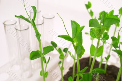 Young pea shoots 