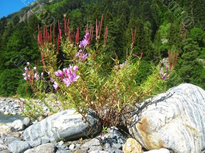Pink flowers and mountain landscape. Caucasus summer