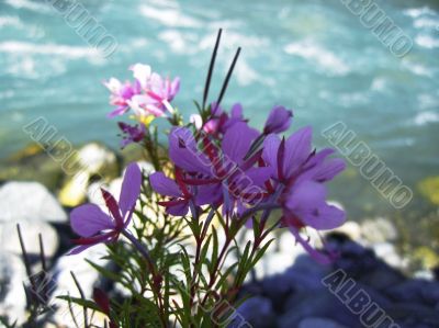 Pink flowers and river landscape. Caucasus summer