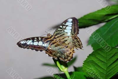 butterfly sits on a blade