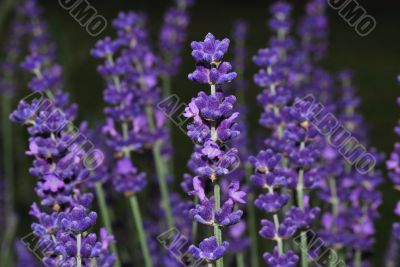 lavender large view lavender large view