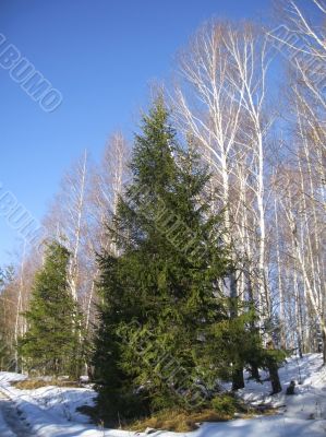 White birches, clear blue winter sky and pine trees
