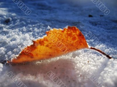 Red frozen leaf and cold winter morning
