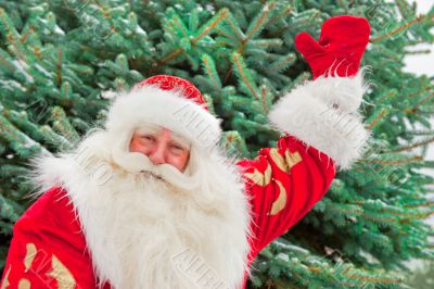 Portrait of natural Santa Claus standing at Christmas Tree outdo