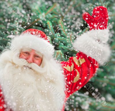 Portrait of natural Santa Claus standing at Christmas Tree outdo