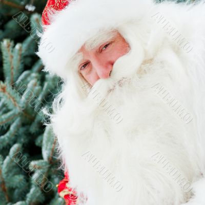 Portrait of natural Santa Claus standing at Christmas Tree outdo