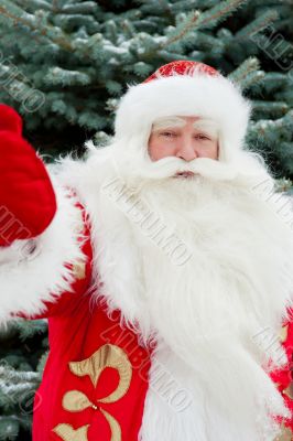 Portrait of natural Santa Claus standing at Christmas Tree outdo