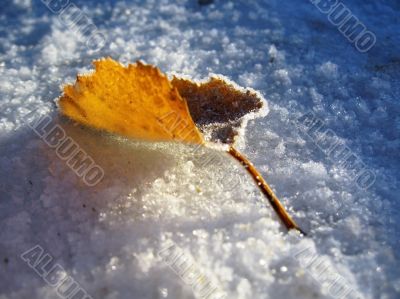 Red frozen leaf and cold winter morning