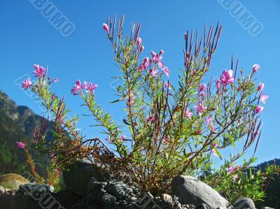 Pink flowers and mountain landscape. Caucasus summer