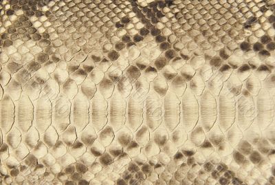 Portrait of snake skin.