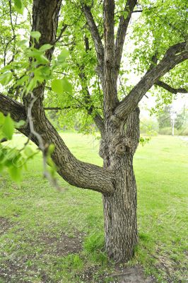 closeup of green tree in summer park