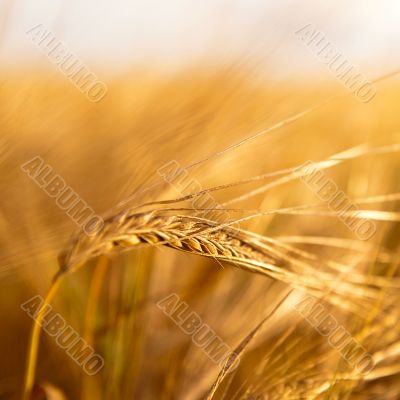 Closeup photo of a golden wheat in field