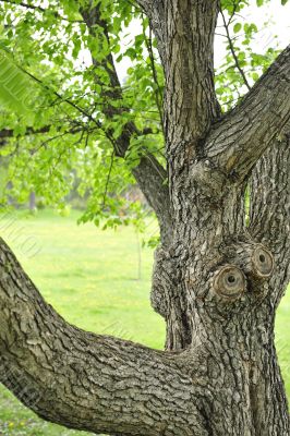 closeup of green tree in summer park