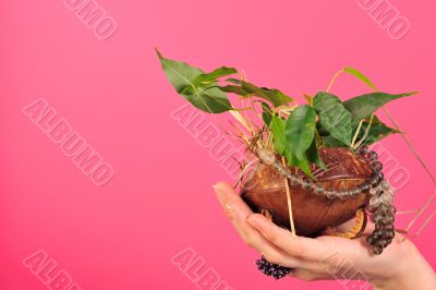 Portrait of a potted plant. Portrait of a potted plant.