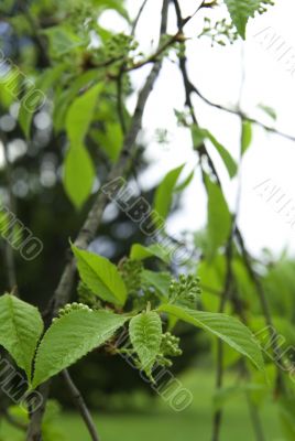 green leaves