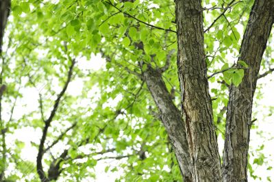 closeup of green tree in summer park