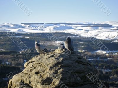 Doves on the stone and snowy mountain background