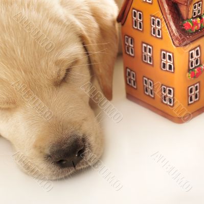 Portrait of a adorable labrador puppy, laying on white table wit