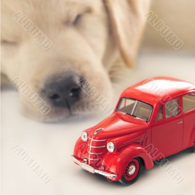 Car insurance concept. Little golden retriever puppy sleeping ne