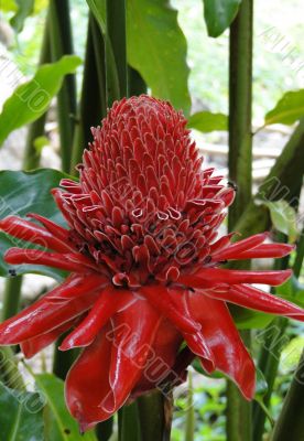 Exotic big red flower