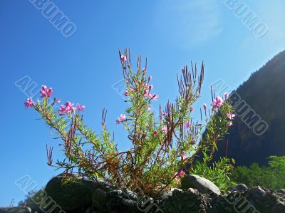 Pink flowers and mountain landscape. Caucasus summer