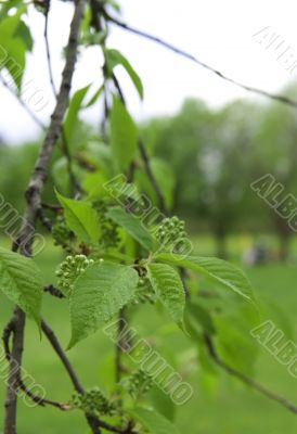 green leaves