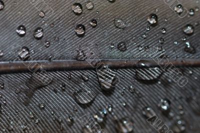 water drops closeup on feather