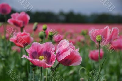 poppy field in summer poppy field in summer