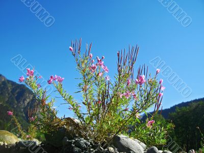 Pink flowers and mountain landscape. Caucasus summer