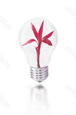 bulb with red plant bulb with red plant