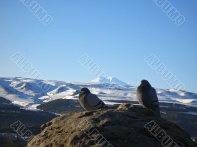 Doves on the stone and snowy mountain background