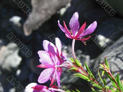 Pink flowers and mountain landscape. Caucasus summer