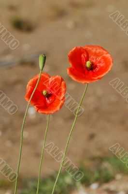 A poppy