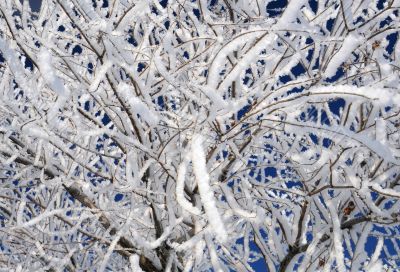 Closeup Snowy Twigs