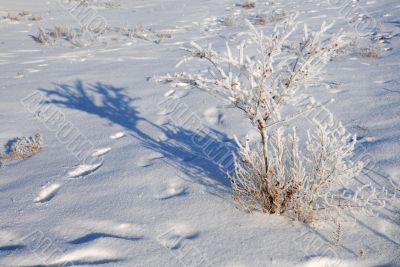 Shrub in the Field Covered with Snow