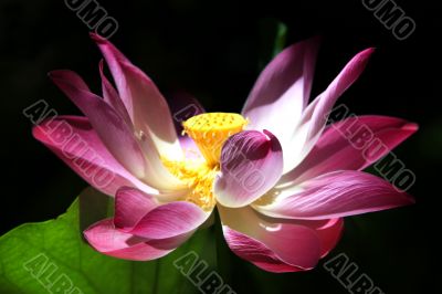 Pink water lilly