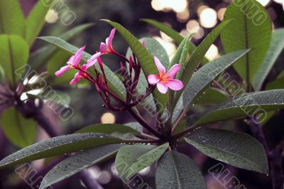 Tropical flowers Tropical flowers