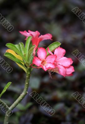 Tropical flower Tropical flower